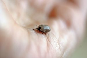 Borrelia fra flåttbitt