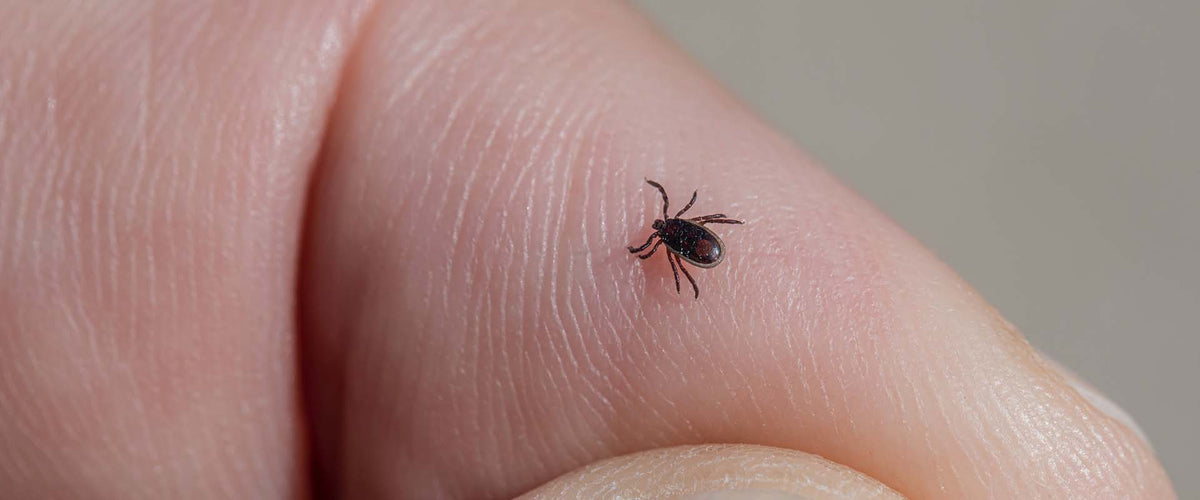 Borrelia fra flåttbitt