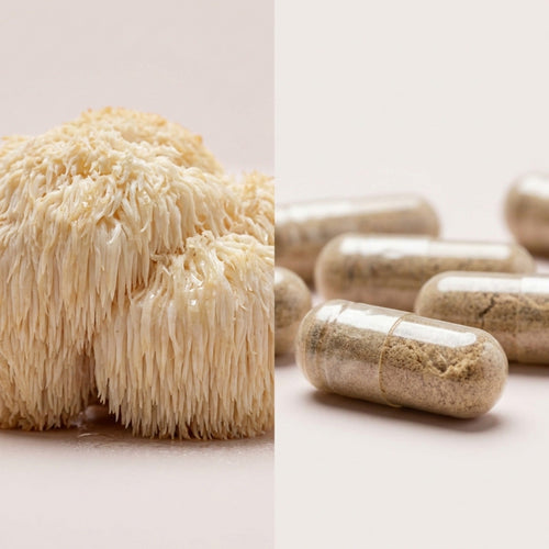 Lion's Mane Noop